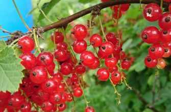 Красная смородина