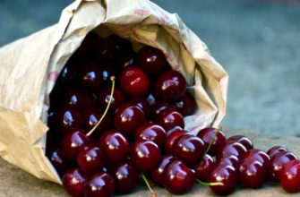 Как приготовить брагу из вишни