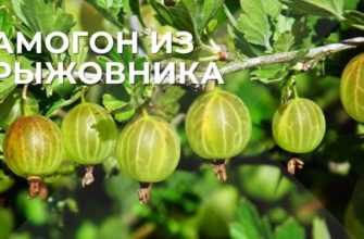 самогон из крыжовника