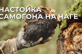 Настойка на чаге
