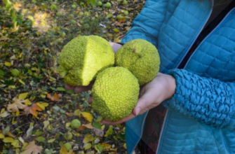 адамово яблоко